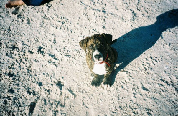 Buster puppy beach